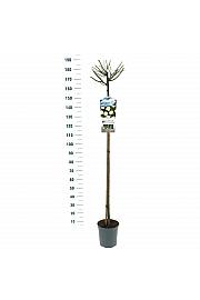 Rosa hybrid Guirlande d Amour C6 Lit. Na steblu 140 cm