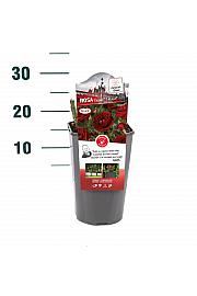 Rosa hybrid Grand Palace C3 Lit. 10-15 cm