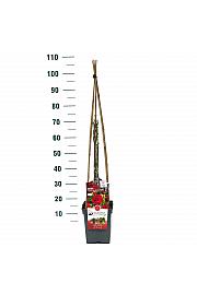 Rosa hybrid Grand Award C5 Lit. 40-60 cm Vzpenjava