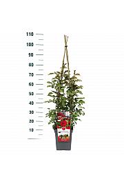 Rosa hybrid Grand Award C5 Lit. 40-60 cm Vzpenjava