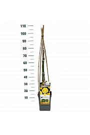Rosa hybrid Golden Showers C5 Lit. 40-60 cm Vzpenjava