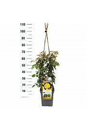 Rosa hybrid Golden Showers C5 Lit. 40-60 cm Vzpenjava