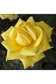 Rosa hybrid Golden Parfum C3 Lit. 50-60 cm Vzpenjava