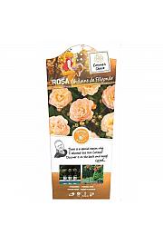 Rosa hybrid Ghislaine de Feligonde C6 Lit. Na steblu 140 cm