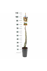 Rosa hybrid Ghislaine de Feligonde C3 Lit. 50-60 cm Vzpenjava