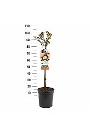 Rosa hybrid Garden of Roses C6 Lit. Na steblu 60 cm