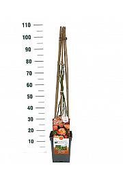 Rosa hybrid Freisinger Morgenrote C5 Lit. 40-60 cm Vzpenjava