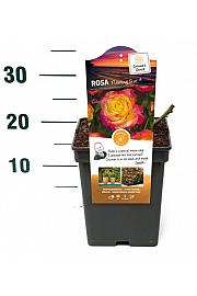 Rosa hybrid Flaming Star C5 Lit. 15-20 cm