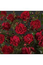 Rosa hybrid Fairy King C2 Lit. 5-10 cm