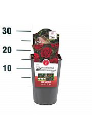 Rosa hybrid Europeana C3 Lit. 10-15 cm