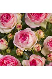 Rosa hybrid Eden Rose C3 Lit. 10-15 cm