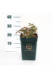 Rosa hybrid Desdemona C5 Lit. 15-20 cm