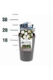 Rosa hybrid Crystal Fairy C3 Lit. 10-15 cm