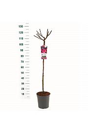 Rosa hybrid Criterion C6 Lit. Na steblu 90 cm