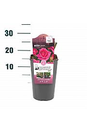 Rosa hybrid Criterion C3 Lit. 10-15 cm