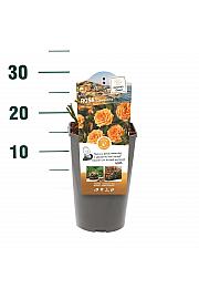 Rosa hybrid Clementine C3 Lit. 10-15 cm