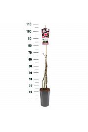 Rosa hybrid Camelot C3 Lit. 50-60 cm Vzpenjava