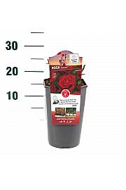 Rosa hybrid Botero C3 Lit. 10-15 cm