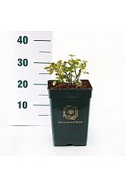 Rosa hybrid Boscobel C5 Lit. 15-20 cm