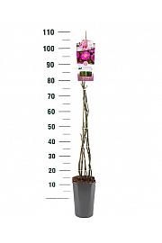 Rosa hybrid Bonita C5 Lit. 40-60 cm Vzpenjava