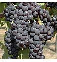 Vitis vinifera Agata C4 Lit. 125-150 cm