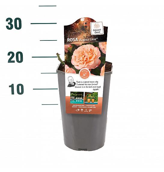Rosa hybrid Augusta Luise C3 Lit. 10-15 cm