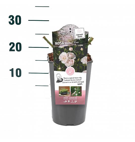 Rosa hybrid Aspirin Rose C3 Lit. 10-15 cm