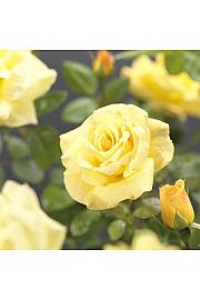 Rosa hybrid Arthur Bell C3 Lit. 50-60 cm Vzpenjava