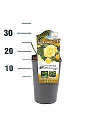 Rosa hybrid Arthur Bell C3 Lit. 10-15 cm