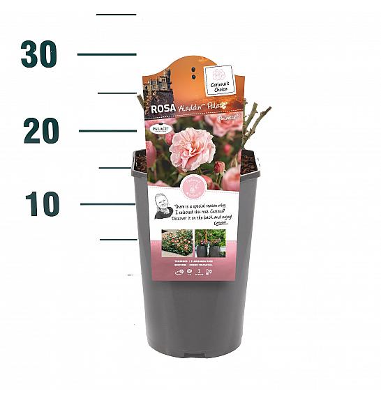 Rosa hybrid Aladdin Palace C3 Lit. 10-15 cm