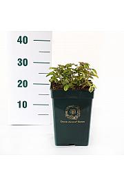 Rosa hybrid Tranquillity C5 Lit. 15-20 cm