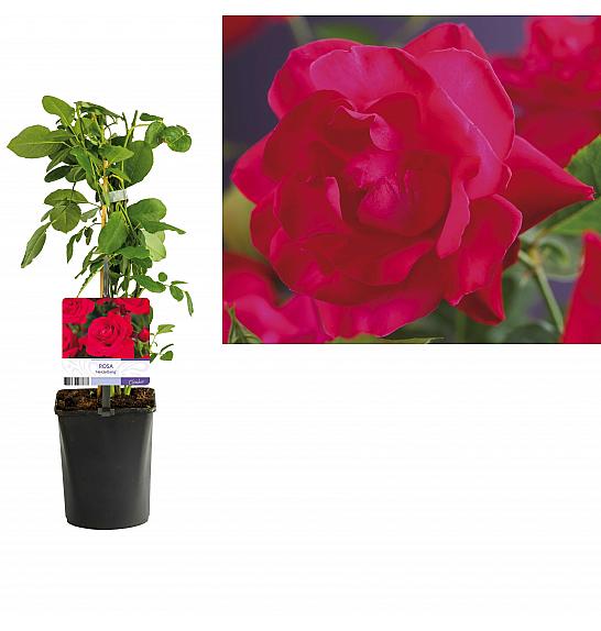 Rosa Heidelberg C1 Lit. 20-30 cm