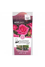 Rosa Criterion C6 Lit. Na steblu 110 cm