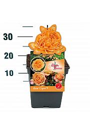 Rosa Capri® C5 Lit. 15-20 cm