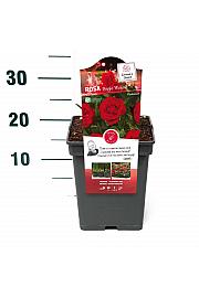 Rosa Bright Meilove® C5 Lit. 15-20 cm