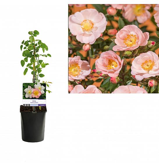 Rosa Blushing Queen C1 Lit. 20-30 cm