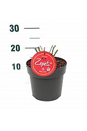 Rosa Zepeti® C3 Lit. 10-15 cm