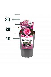 Rosa Romina® C3 Lit. 10-15 cm