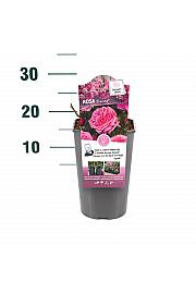 Rosa Romina® C3 Lit. 10-15 cm