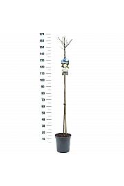 Rosa Kristal C6 Lit. Na steblu 110 cm