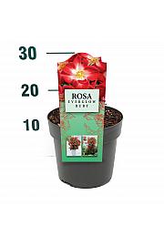 Rosa Everglow Ruby® C3 Lit. 10-15 cm