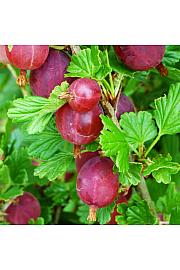 Ribes uva crispa Hinnomaki Red C5 Lit. Na steblu 90 cm