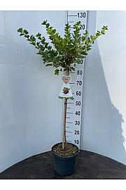 Ribes uva crispa Hinnomaki Red C5 Lit. Na steblu 60 cm