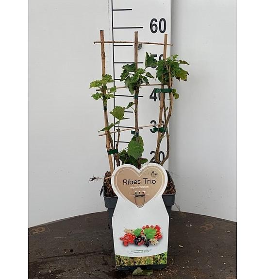 Ribes rubrum/nigrum Trio C5 Lit. 30-40 cm Špalir