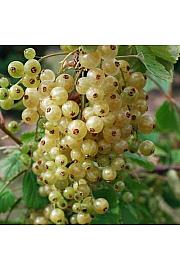 Ribes rubrum Werdavia C5 Lit. Na steblu 60 cm