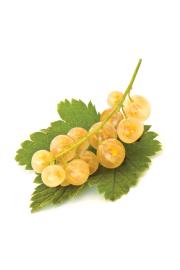 Ribes rubrum Werdavia C2 Lit. 40-60 cm
