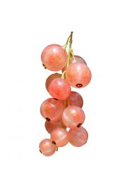Ribes rubrum Rosalinn C2 Lit. 40-60 cm (124058)