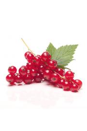 Ribes rubrum Junifer C2 Lit. 40-60 cm (108173)