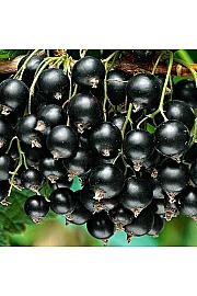 Ribes nigrum Zwart Titania C5 Lit. Na steblu 60 cm