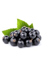 Ribes nigrum Titania C2 Lit. 40-60 cm